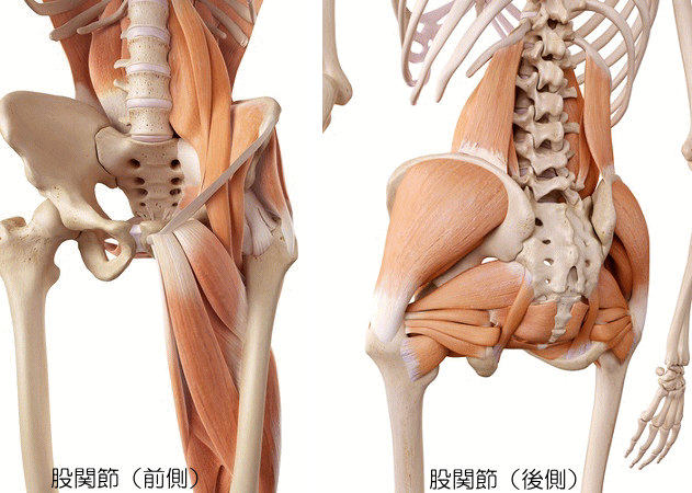 股関節の痛み 宇都宮の整体 オステオパシー川崎