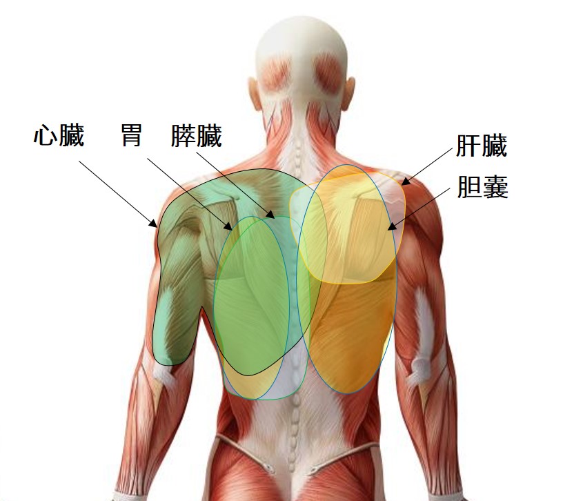 背中